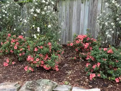 Landscape Planting, Richmond, VA Landscape Planting, Richmond, VA