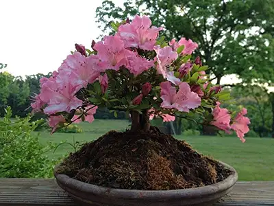 Seasonal Change Out, Richmond, VA Seasonal Change Out, Richmond, VA